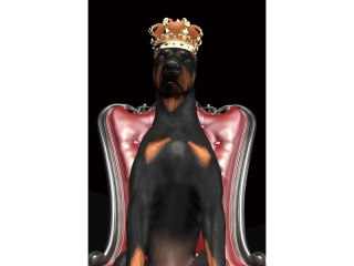 Obraz Dog in Crown
